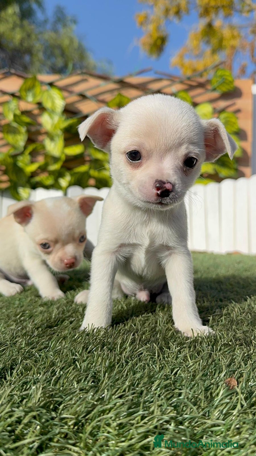 Chihuahua perros en venta: CHIHUAHUA MACHO - Anuncio 10