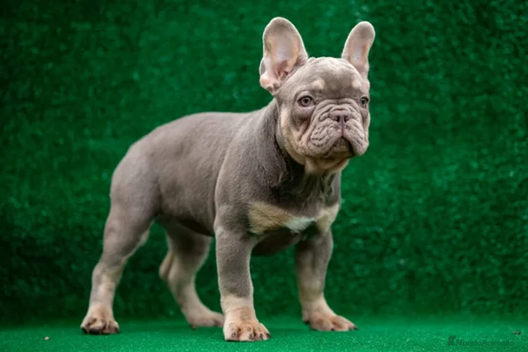 Bulldog Francés perros en venta: BULLDOG FRANCES - MADRID - ENTREGA  - Anuncio 1