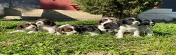 English Springer Spaniel perros en venta: Springer  - Anuncio 1
