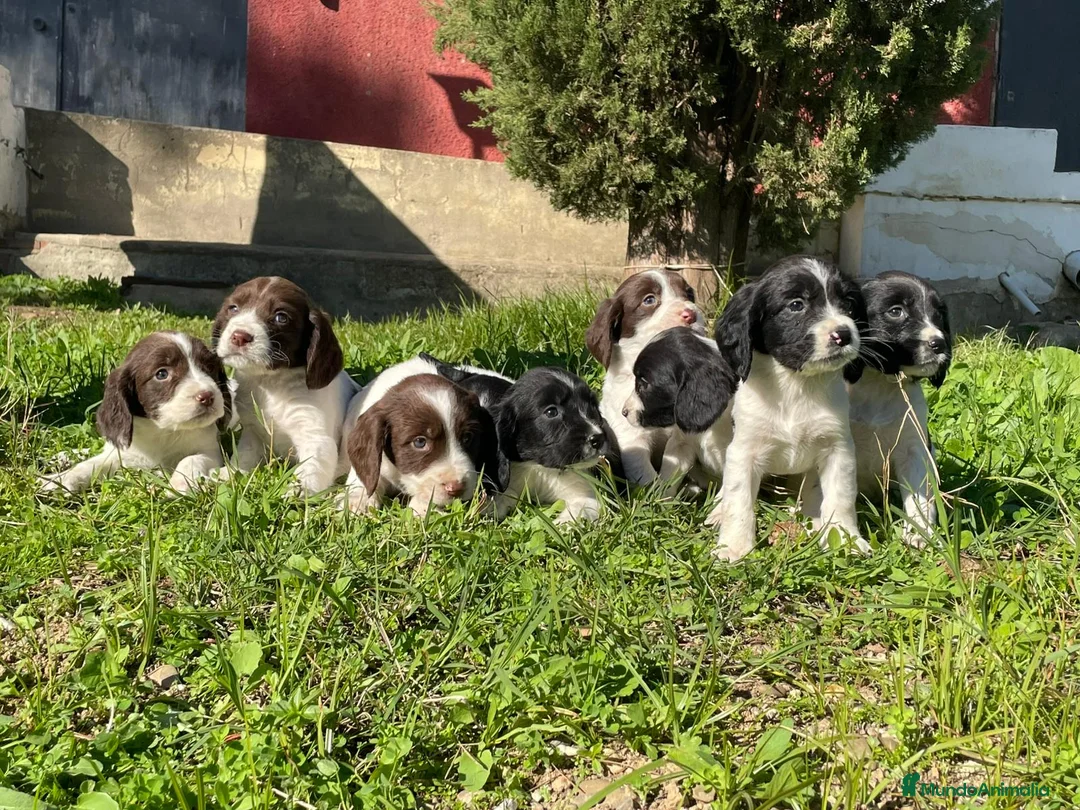 English Springer Spaniel perros en venta: Springer  - Anuncio 1