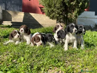 English Springer Spaniel perros Springer - Anuncio 1