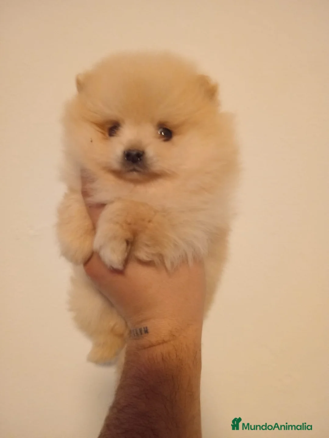 Pomerania perros en venta: Pomerania  - Anuncio 1