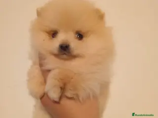 Pomerania perros Pomerania - Anuncio 1