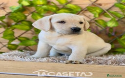 Labrador Retriever perros en venta: Camada de Helena  - Imagen 5