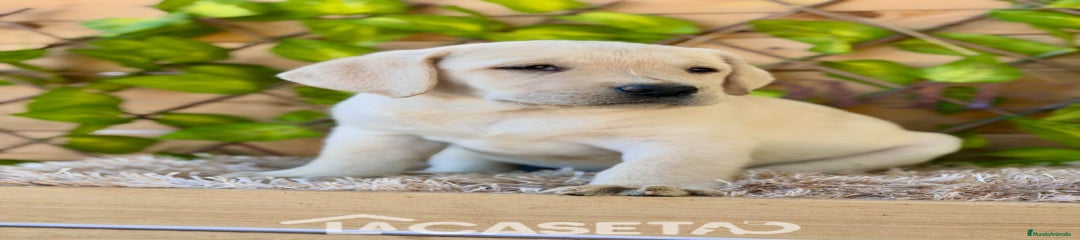 Labrador Retriever Cachorro 3366