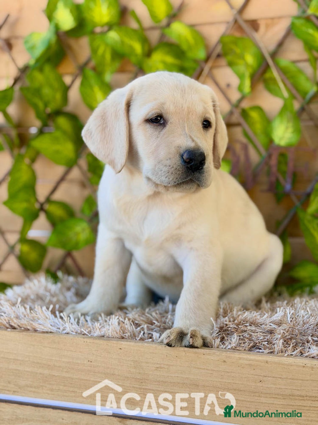 Labrador Retriever perros en venta: Camada de Helena  - Imagen 5