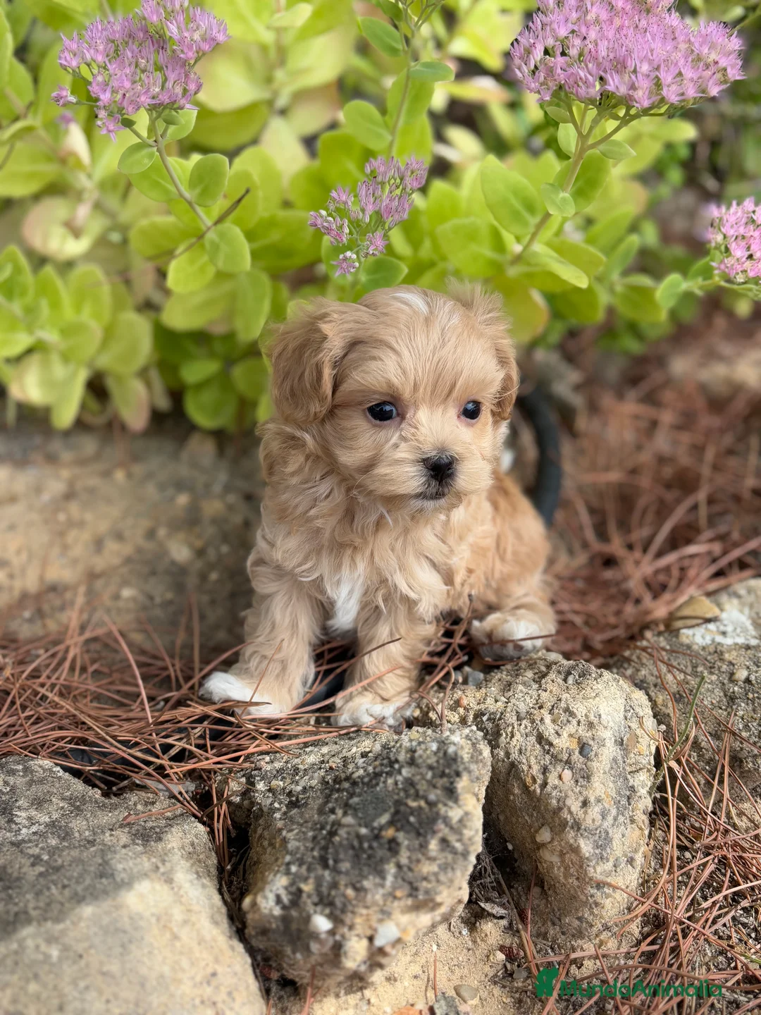 Maltipoo perros en venta: Maltipoo un verdadero encanto!!! - Anuncio 7