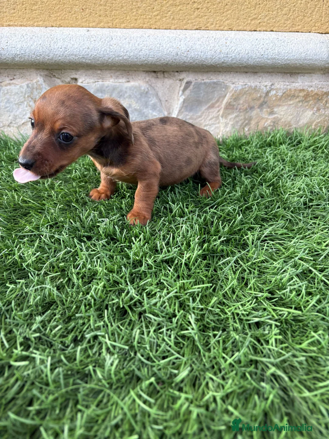 Teckel Miniatura perros en venta: Teckel Kaninchen merle chocolate diluido  - Anuncio 20