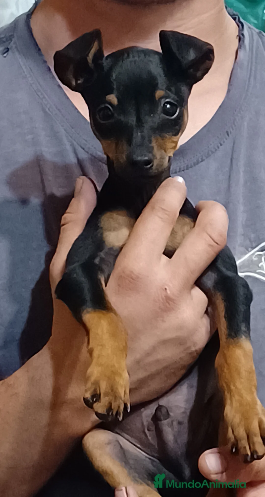 Pinscher Miniatura perros en venta: Mini pinscher - Anuncio 2
