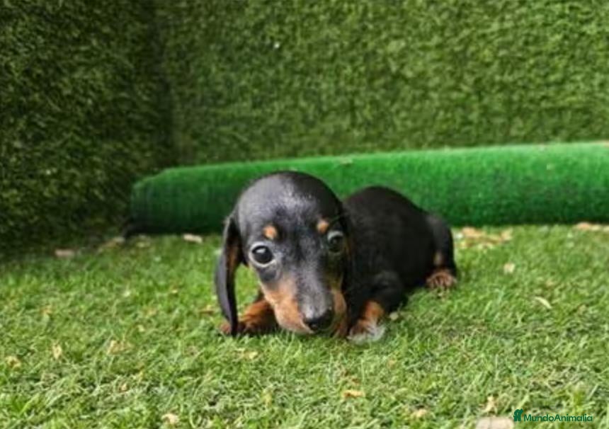 Teckel perros Cachorro Teckel - Anuncio 2