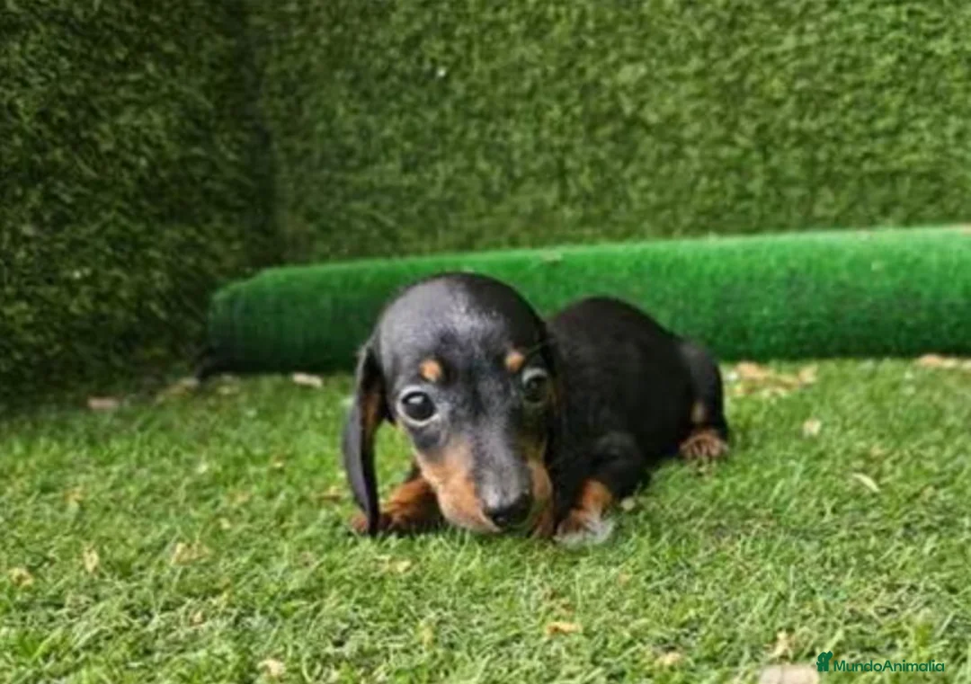 Teckel perros en venta: Cachorro Teckel - Anuncio 2