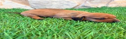 Teckel Miniatura perros en venta: Teckel miniatura rojizo - Anuncio 15