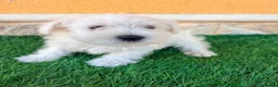 Schnauzer Miniatura perros en venta: Schnauzer miniatura blanco - Anuncio 2