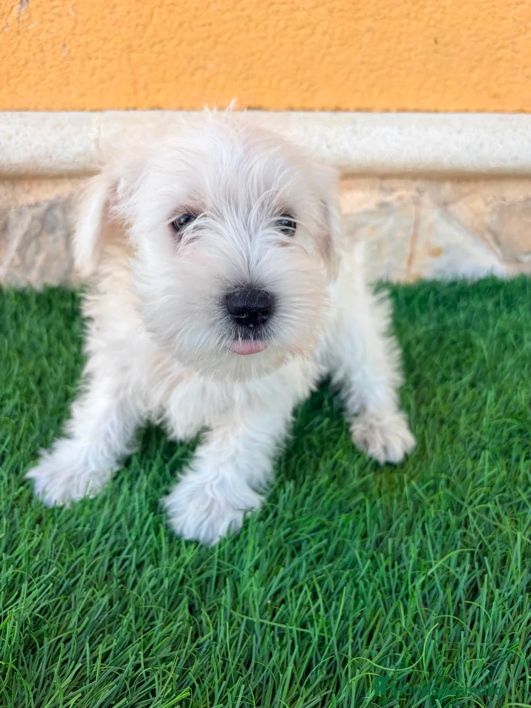 Schnauzer Miniatura perros en venta: Schnauzer miniatura blanco - Anuncio 2