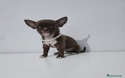 Chihuahua perros en venta: CHIHUAHUA HEMBRA - Imagen 2