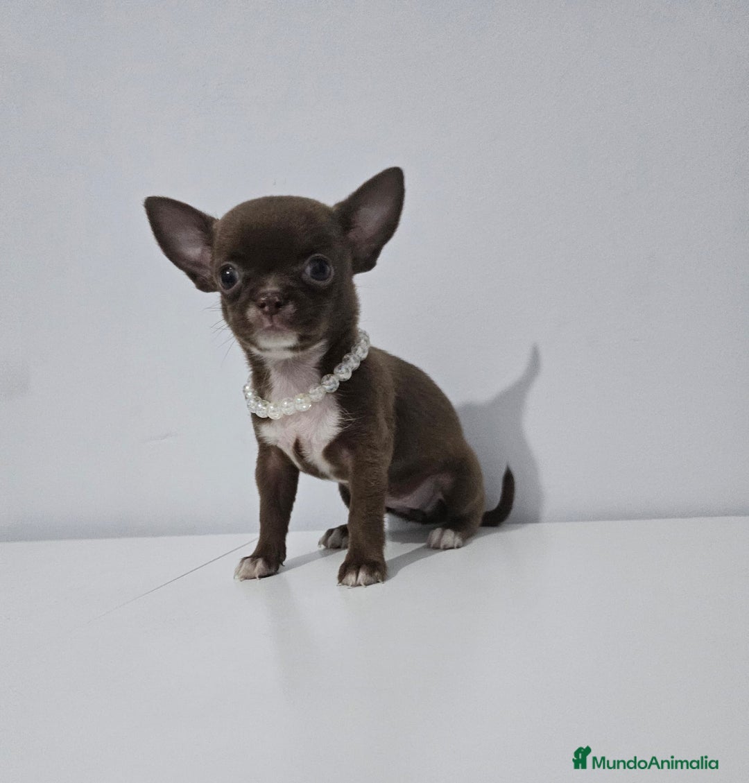 Chihuahua perros en venta: CHIHUAHUA HEMBRA - Imagen 2