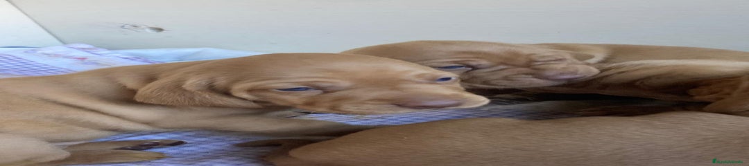 Braco Húngaro de Pelo Corto Cachorro 5