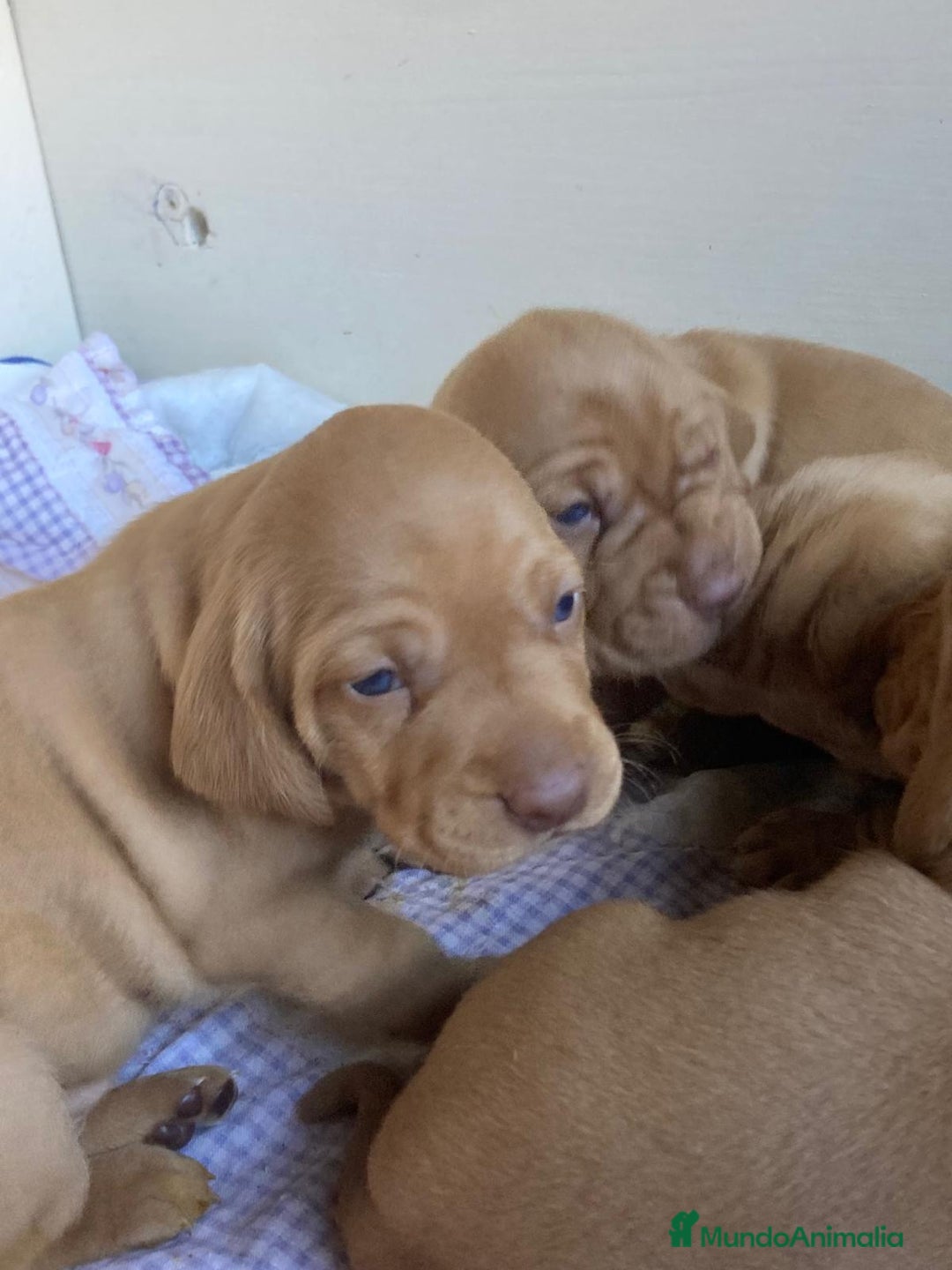 Braco Húngaro de Pelo Corto perros en venta: Cachorros de Braco Húngaro (Vizsla) — Criador aut. - Imagen 17
