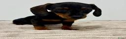 Teckel Miniatura perros en venta: Teckel miniatura - Anuncio 8