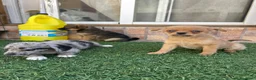Pomchi perros en venta: Cruzaditos de chihuahua y pomerania  - Anuncio 3