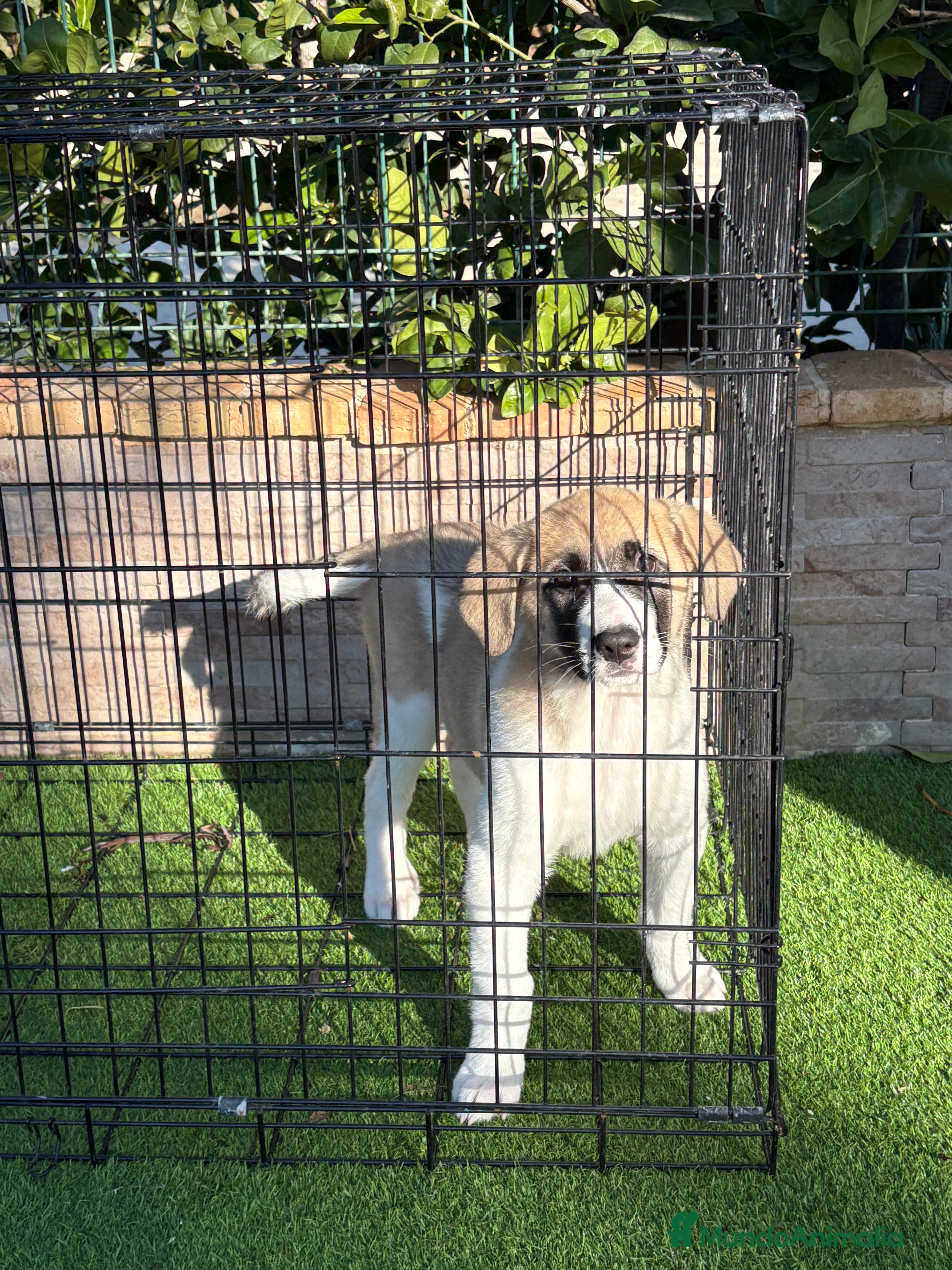 Mastín Español perros Cachorra de mastín español  - Anuncio 1