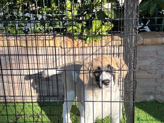 Mastín Español perros Cachorra de mastín español - Anuncio 1