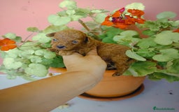 Caniche Toy perros en venta: Caniche toy - Imagen 3
