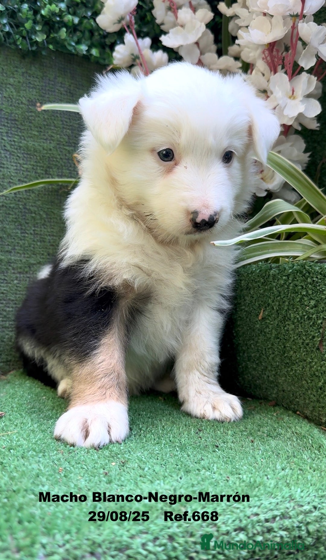 Border Collie perros en venta: Border Collie De Villa Biznaga - Imagen 3