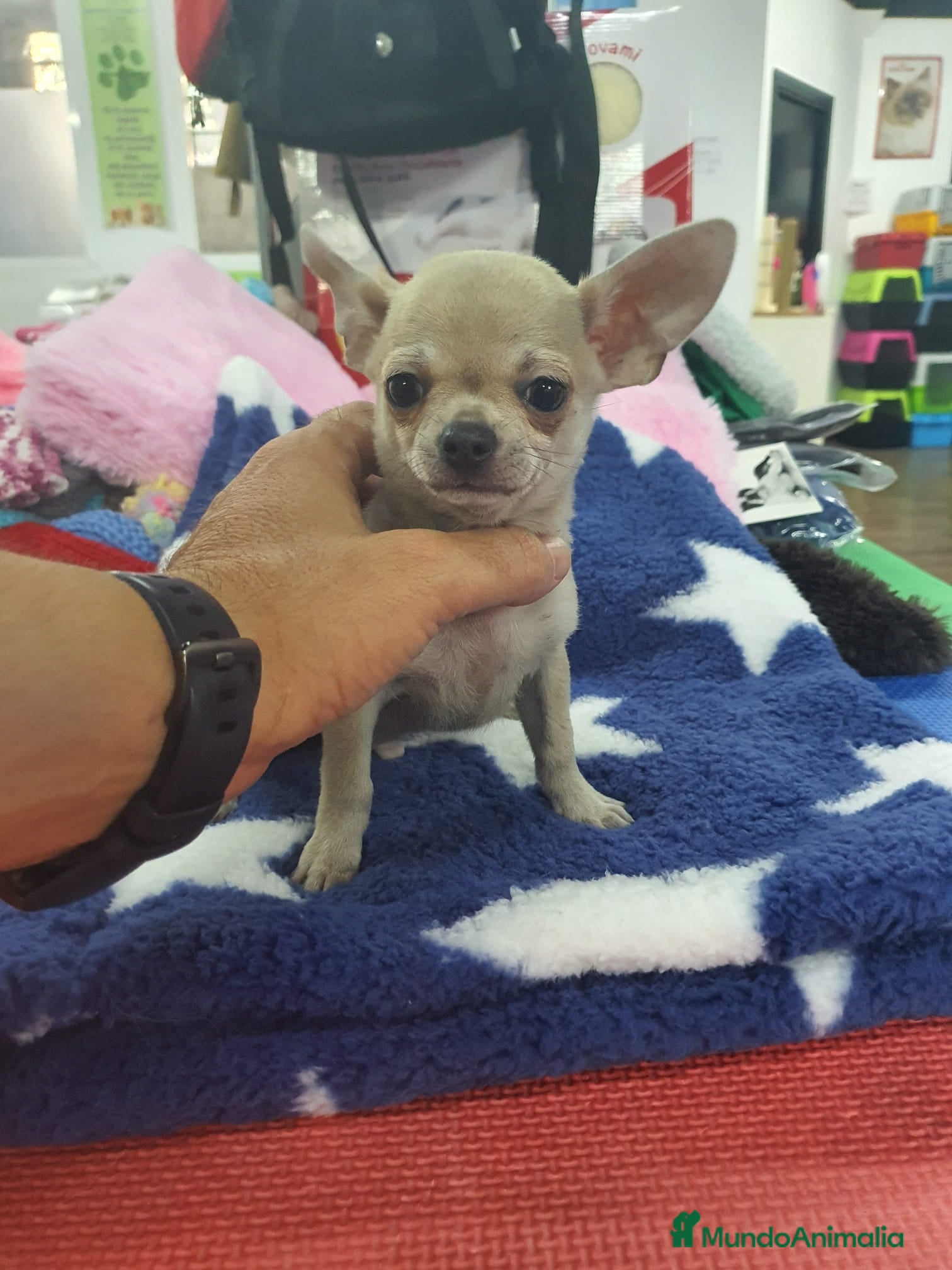 Chihuahua perros Chihuahua mini - Anuncio 2