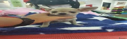 Chihuahua perros en venta: Chihuahua mini - Anuncio 1