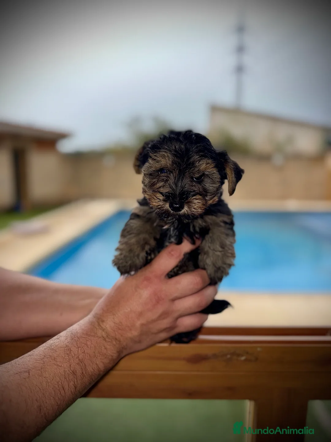 Yorkshire Terrier perros en venta: Yorkshire mini - Anuncio 2