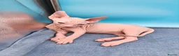 Sphynx gatos en venta: Hembrita blanca y ojos azules  - Anuncio 4