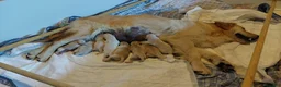 Golden Retriever perros en venta: Golden retriever - Anuncio 7