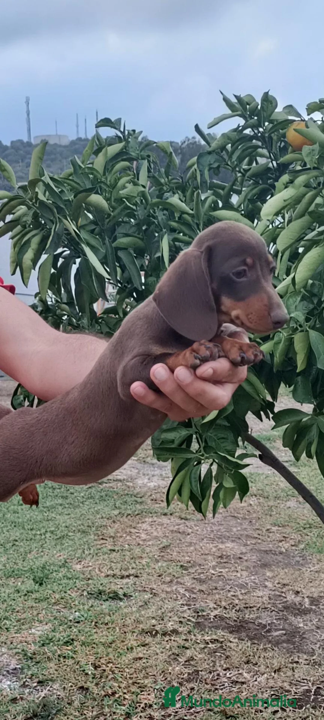 Teckel perros en venta: Preciosos cachorros teckel de pura raza - Anuncio 2