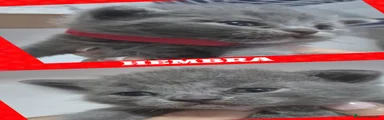 Británico de Pelo Corto 2