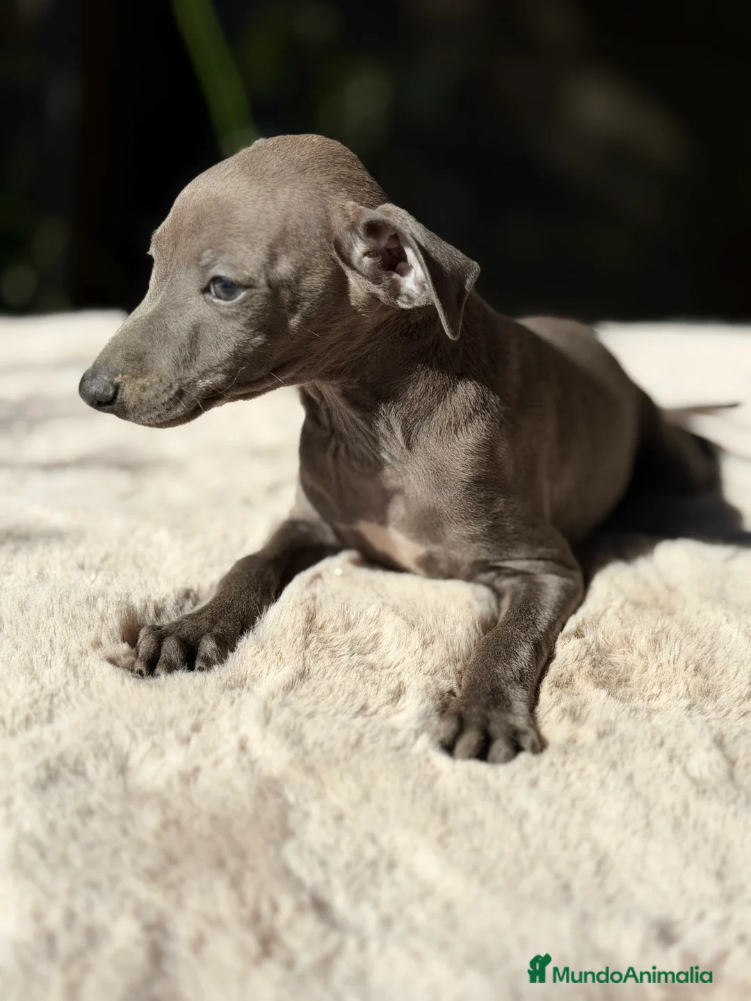 Pequeño Lebrel Italiano perros en venta: Piccolo Blue  - Anuncio 5