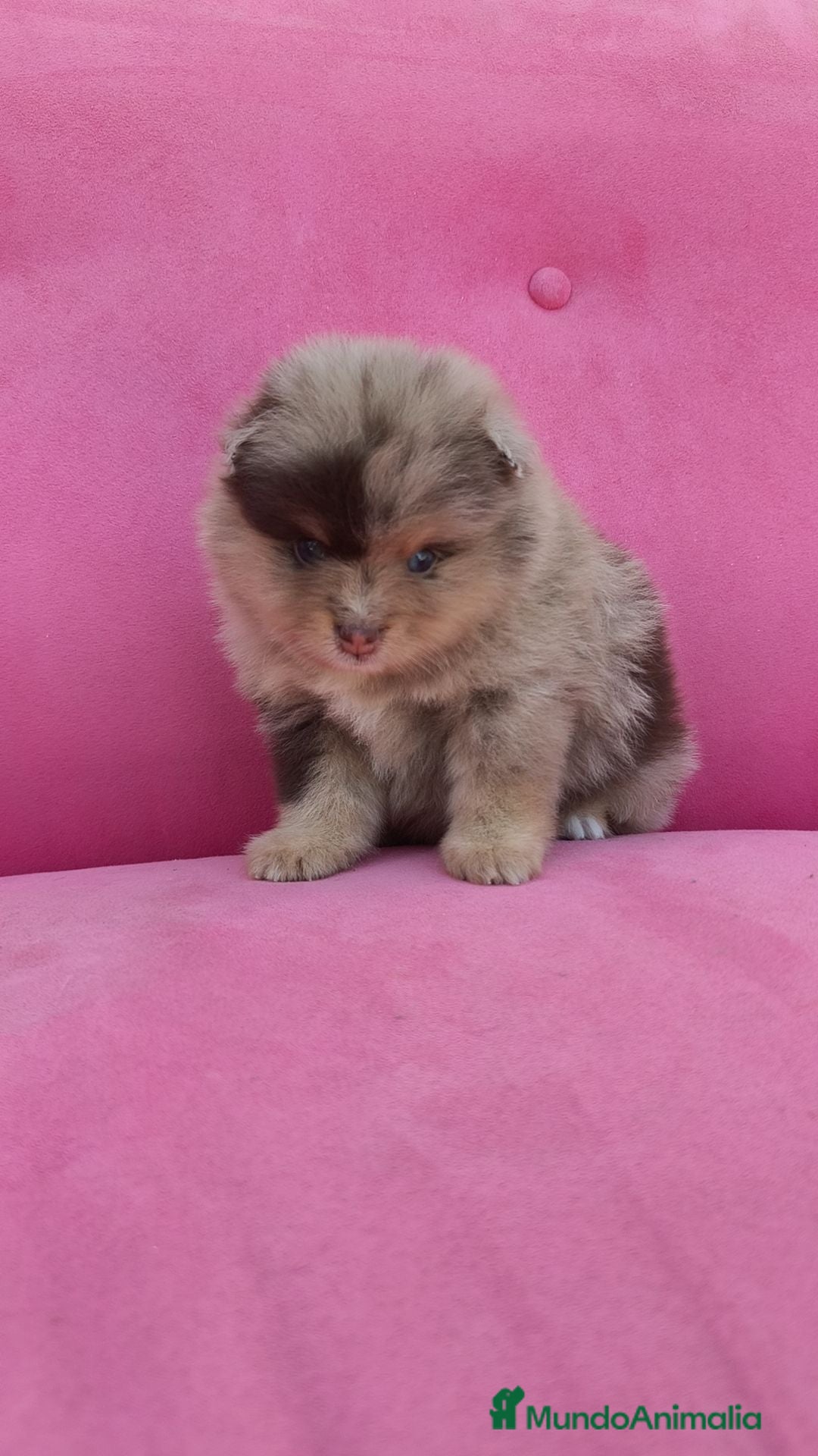 Pomerania perros Pomerania TOY Merle chocolate  - Anuncio 1