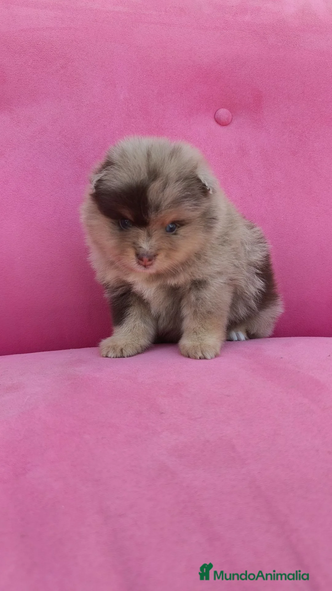 Pomerania perros en venta: Pomerania TOY Merle chocolate  - Anuncio 1