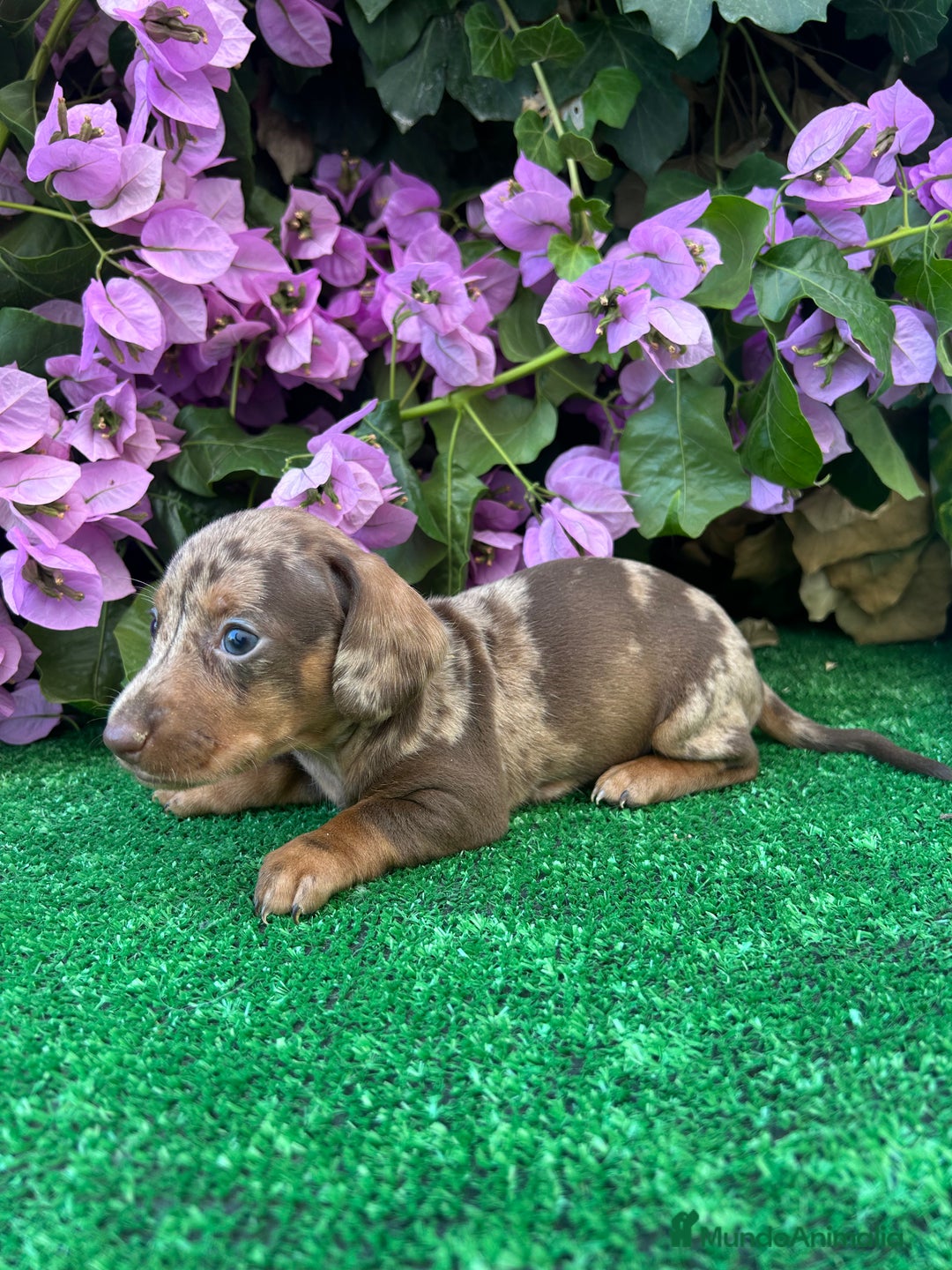 Teckel Miniatura perros en venta: teckel arlequin chocolate  - Imagen 5