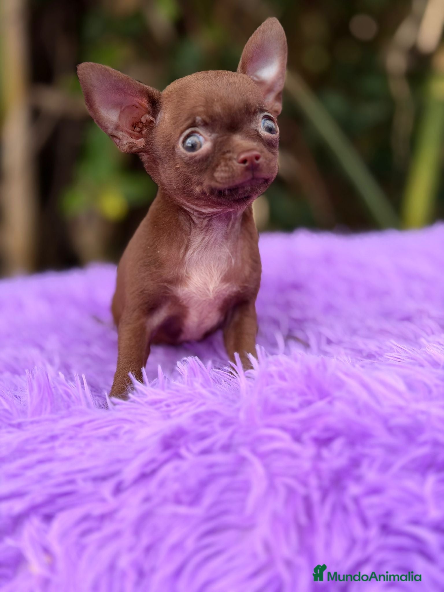 Chihuahua perros Chihuahua chocolate  - Anuncio 2