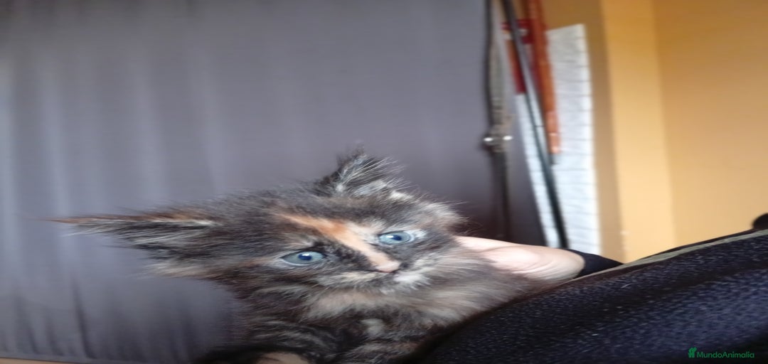 Imagen de galería {{count}}