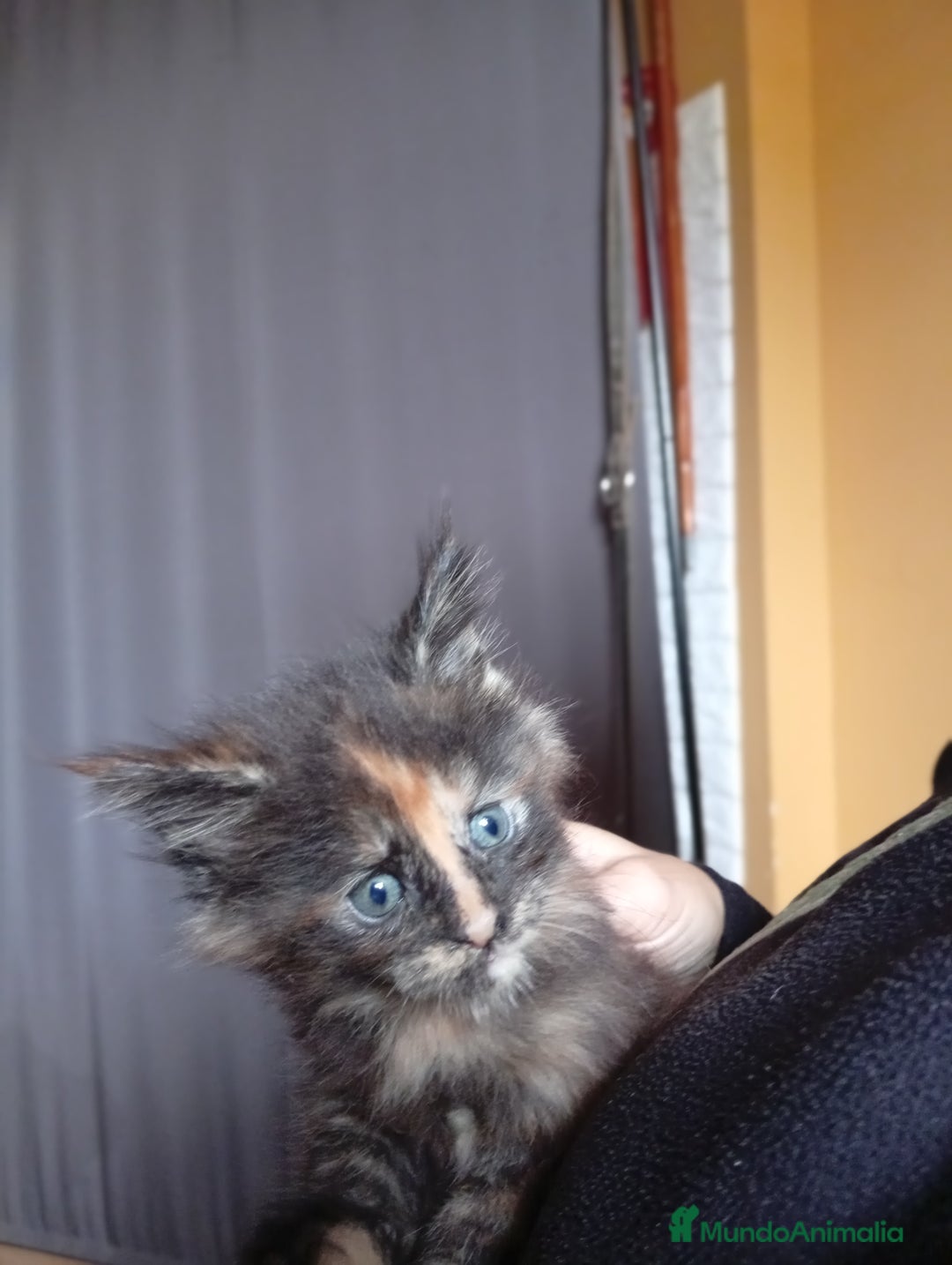 Imagen de galería {{count}}