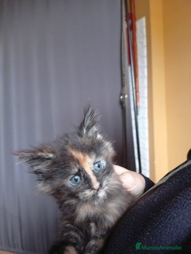 Imagen de galería {{count}}