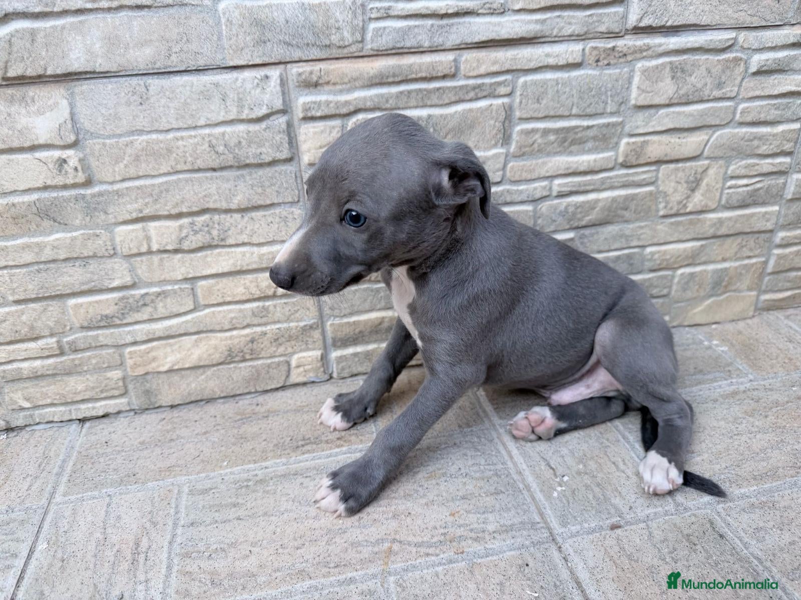 Whippet perros Whippet exclusivos  - Anuncio 1