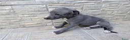 Whippet perros en venta: Whippet exclusivos  - Anuncio 1