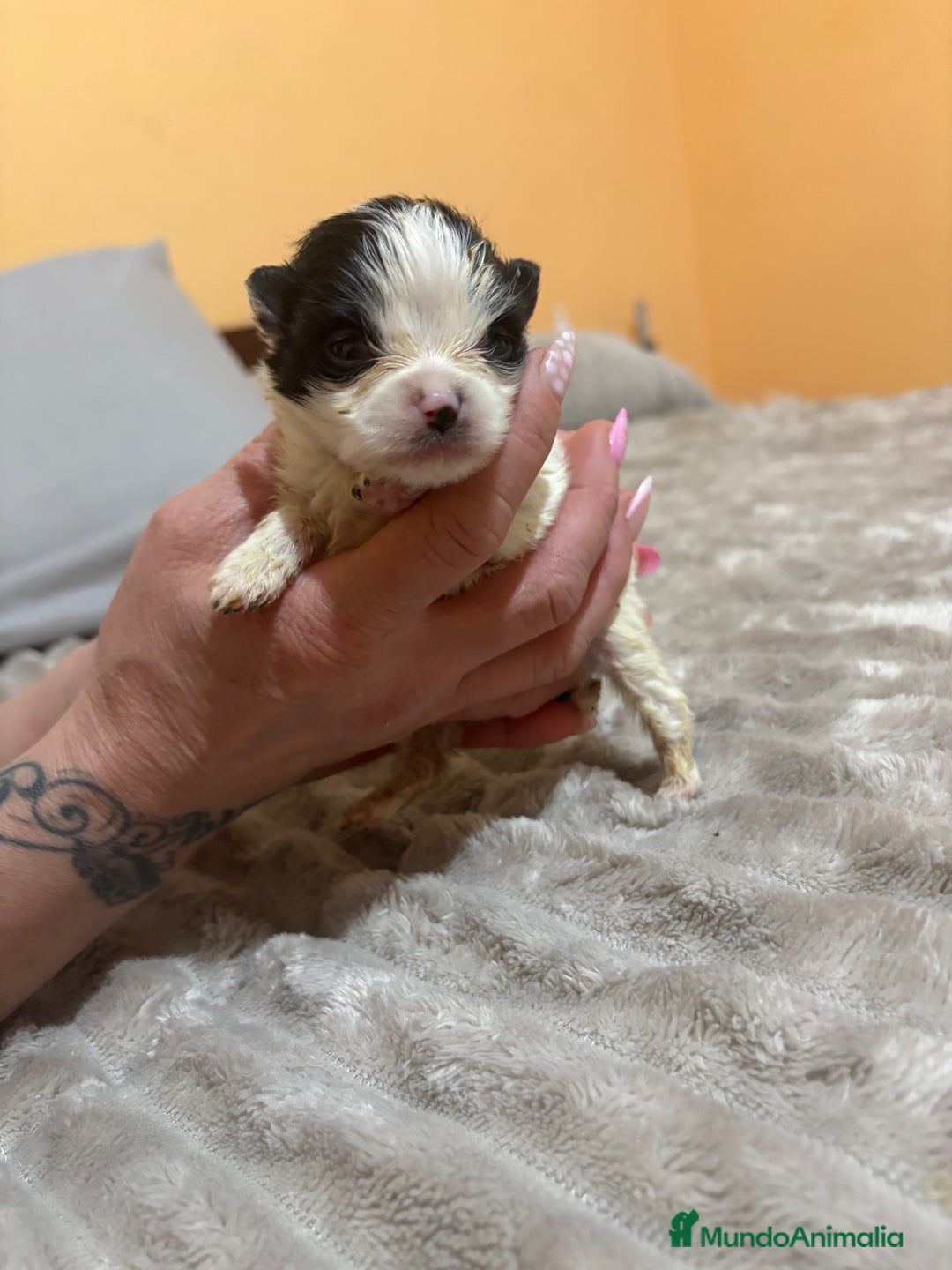 Pomerania perros en venta: Lulu Pomerania macho party  - Anuncio 6