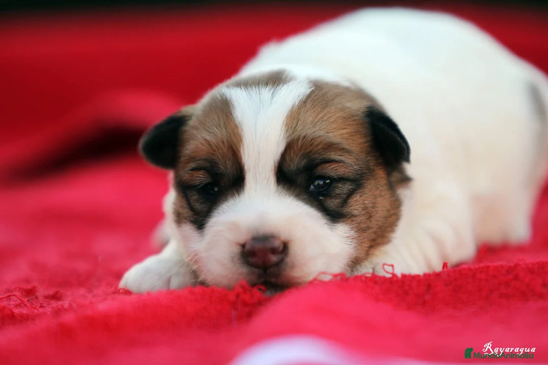Jack Russell Terrier perros en venta: Exclusiva camada de JACK RUSSELL  - Anuncio 3