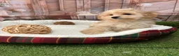 Maltipoo perros en venta: Maltipoo listo para entregar fotos reales !! - Anuncio 3