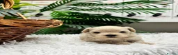 Maltipoo perros en venta: MALTIPOO COREANO 100% - Anuncio 22