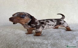 Teckel Miniatura perros en venta: Teckel miniatura varios colores - Imagen 2